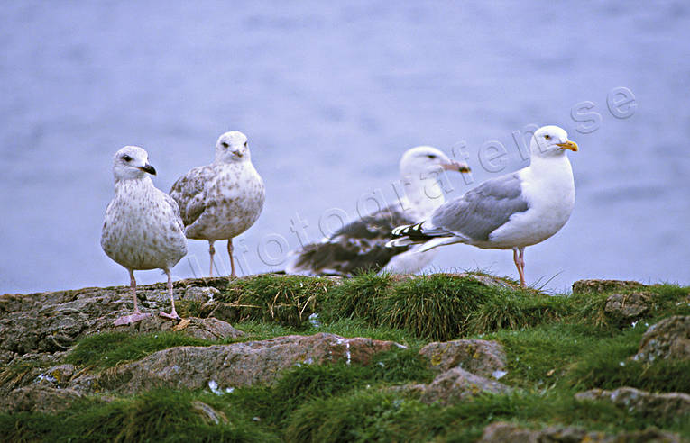 animals, birds, gull, gull bird, sea mew bird, gulls, gulls
