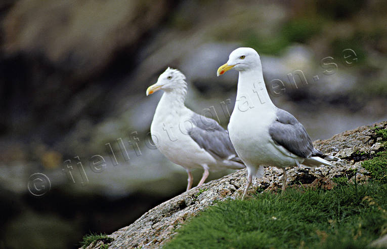 animals, birds, gull, gulls, gulls, rock