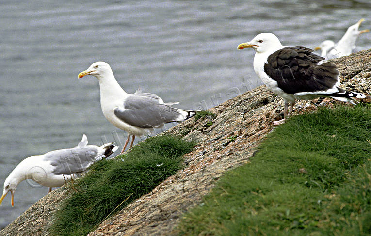 animals, birds, coast, gull, gulls, gulls, rock