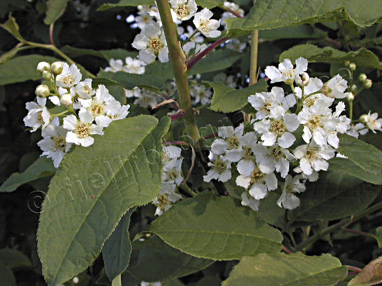 biotope, biotopes, early, flourishing, forest land, forests, hagberry, bird cherry,bird cherrie, nature, tree, woodland