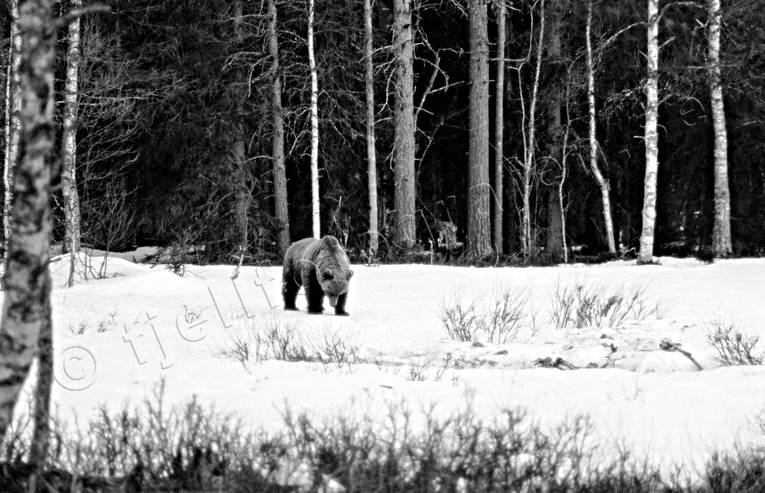 animals, bear, black-and-white, brown bear, mammals, predators, Sonfjället, ursine