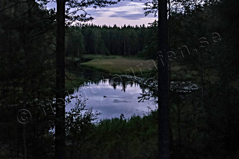 ambience, ambience pictures, angling, atmosphere, common goldeneye, creek, duck, evening, fishing, fiske, flyfishing, forest creek, Hans Lidman, inspiration, Mllngsbon, night, pine trunks, reflection water, Svartn