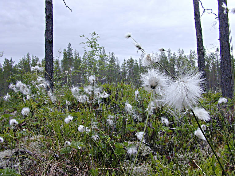 biotope, biotopes, bog soil, fleecy, hare's-tail cottongrass, mire, nature, soft