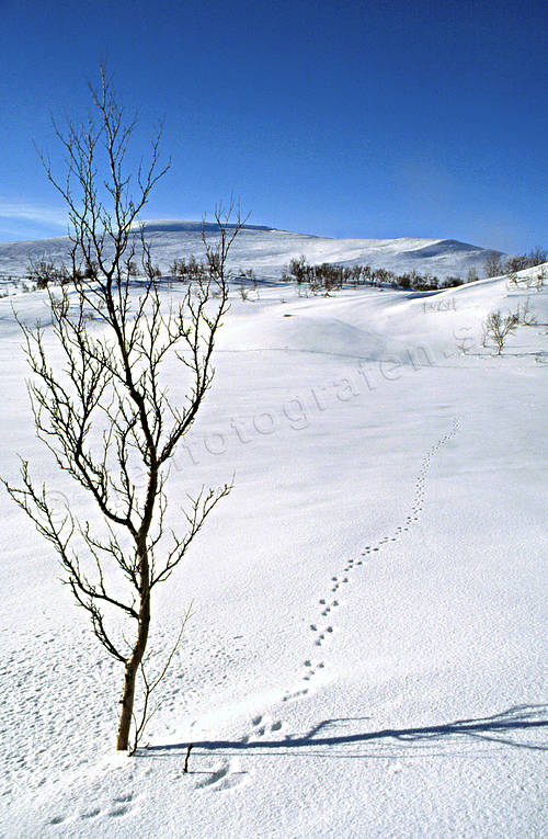 Anaris Mountains, Big Leaf lake, hare tracks, Jamtland, landscapes, mountain, snow, spring, tracks, winter