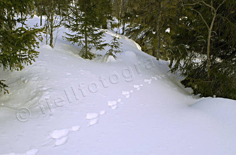 animals, hare, hare tracks, mammals, snow, snow tracks, tracks, winter
