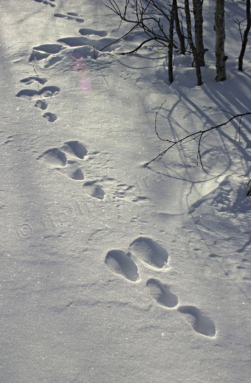 animals, hare, hare tracks, mammals, snow, snow tracks, tracks