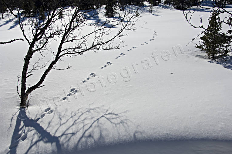 animals, hare, hare tracks, mammals, snow, tracks, winter