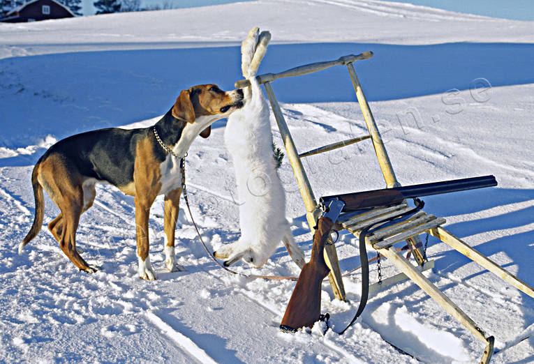 Hunting Hare Hunting Hounds, beagle, harrier at kicksled and hare