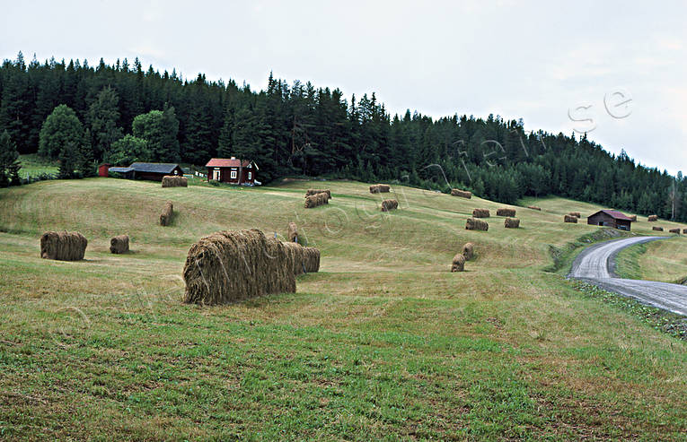 agriculture, arable land, Berge, hay drying rack, hay drying rack, hay drying racks, Jamtland, landscapes, summer, work