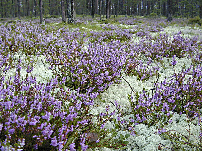 biotope, biotopes, forest land, forests, fnsterlav, heather, nature, pine forest, reindeer moss, reindeer moss, reindeer pasture, sphagnum, woodland