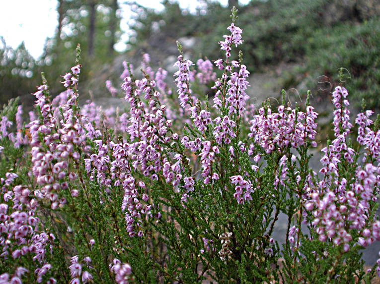 biotope, biotopes, flourishing, flowers, forest land, forests, heather, nature, woodland