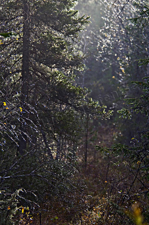 autumn, biotope, biotopes, forest land, forests, heavy rain, nature, rain, rain forest, season, seasons, spruce, tree, wet, wet, woodland