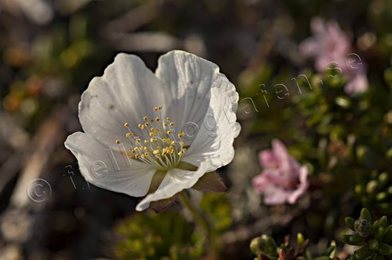 cloudberry bog, flourishing, flower, hjortronblom, hjortronblomma, mire, nature, white