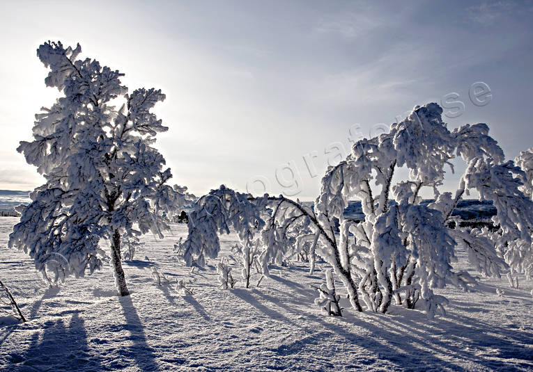 alpine birch, ambience, atmosphere, birch, cold, cold, court, frosty, hoarfrost, mid-winter, mountain, mountain scene, mountains, nature, rime ice, seasons, sunset, tree, vinterbild, winter, winter ambience