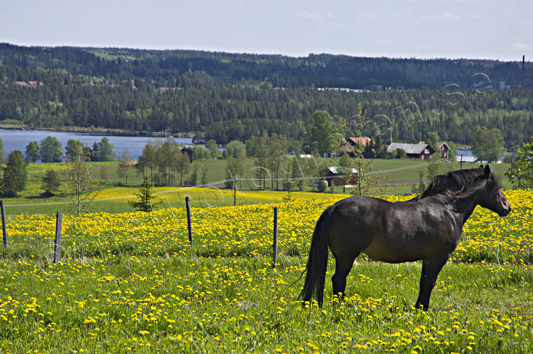 Brunflo, dandelion meadow, dandelions, early, horse, horse paddock, Jamtland, landscapes, paddock, Sorviken, summer, summer garth
