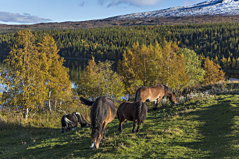 animals, autumn, autumn colours, birch, birch leaf, Bunnerviken, horse, horse paddock, horses, Jamtland, landscapes, mammals, mountain, nature, paddock, pasture land, pets, season