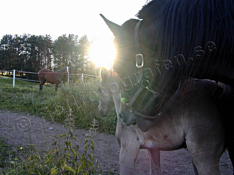 animals, backlight, horse, horse paddock, horses, mammals, pets, summer