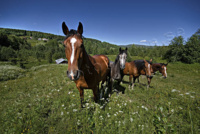 animals, horse, horses, mammals, pasture land, seasons, summer