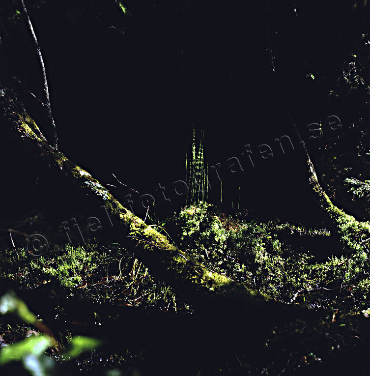 biotope, biotopes, forest land, forests, horsetail, scour rush, nature, softwood forest, streak of sunshine, virgin forest, wildwood, woodland