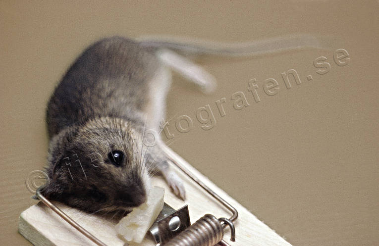 animals, felling, house mouse, mammals, mouse, mouse trap, rat trap, rodents