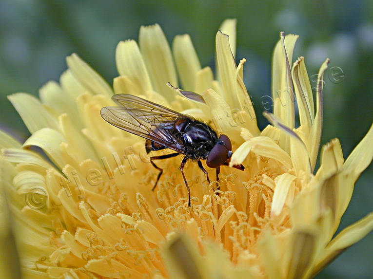 animals, dandelion, flower, fly, hoverfly, insects, summer