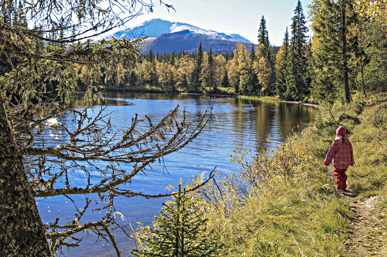 alpine, alpine landscape, autumn, autumn colours, autumn morning, birch, birch leaf, children, Enafors, Enaforsholm, Enan, excursion, girl, hike, Jamtland, landscapes, mountain, mountain peaks, mountain top, mountains, nature, nature trail, outdoor life, river, season, seasons, Snasa Mountains, Snasen, Storsnasen, walk, wanderer, footer, wild-life, woodland