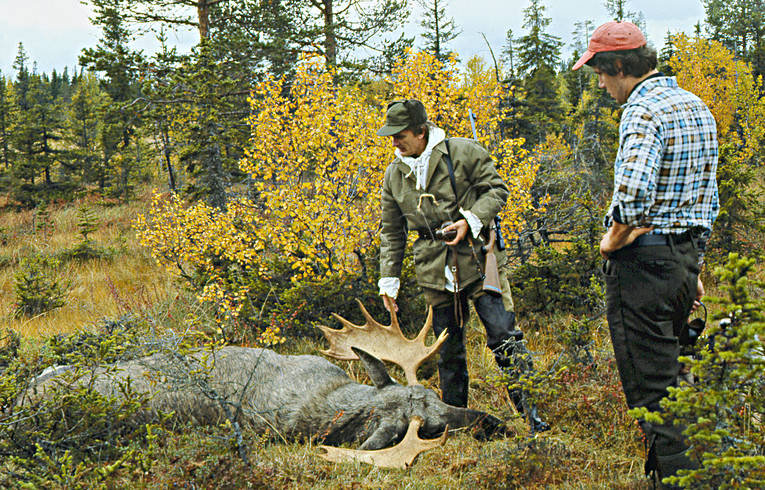 fifteen-tiner, hunting, hunting moose, moose, moose hunter, moose hunting, lghorn