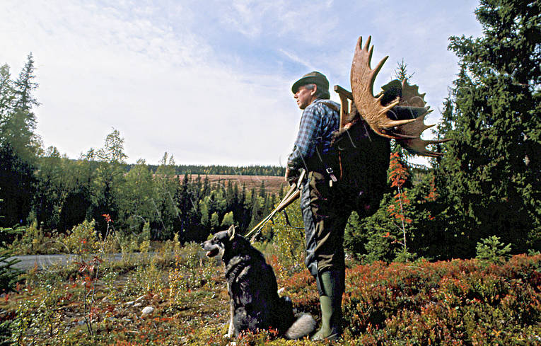 hunter, hunting, hunting moose, moose hunter, moose hunting, swedish moosehound, lgkrona