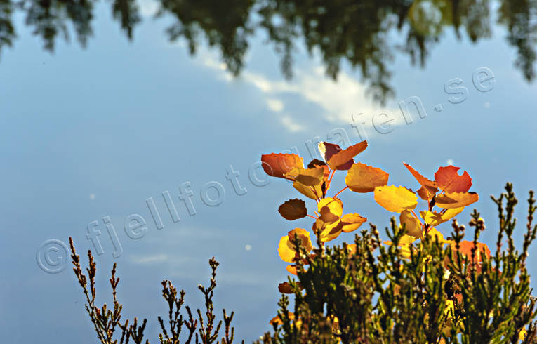 aspen leaf, autumn, autumn colours, höstmotiv, season, seasons