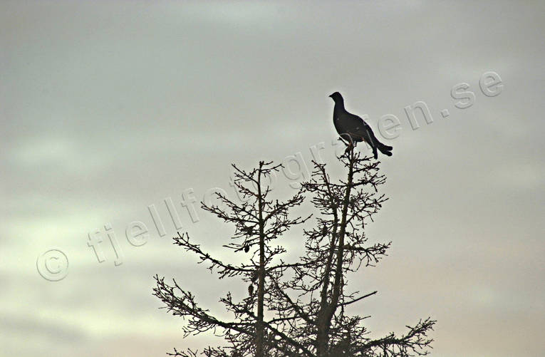 animals, autumn play, bird, birds, black grouse, black grouses, blackcock, dancing black grouses, forest bird, forest poultry