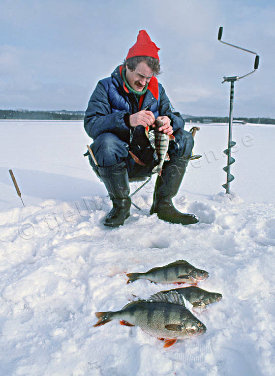 angling, fishing, ice drill, ice fishing, ice fishing, Kattstrupe lake, perch, perch fishing, winter fishing