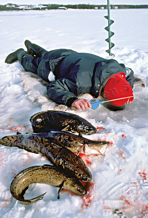 Angling - Ice Fishing - Burbot - Ice fishing after burbot © toj