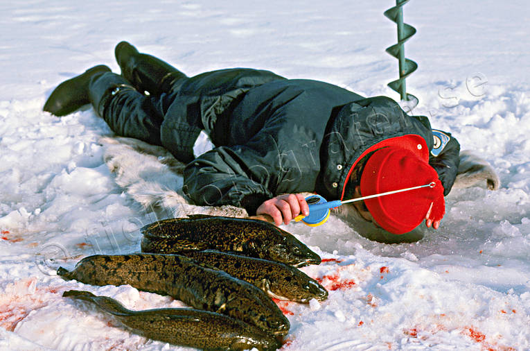 angling, burbot fishing, fishing, ice fishing, ice fishing, ice fishing, Kattstrupe lake, lake, winter fishing