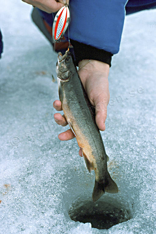 angling, char, fishing, fishing through ice, ice fishing, ice fishing, winter fishing