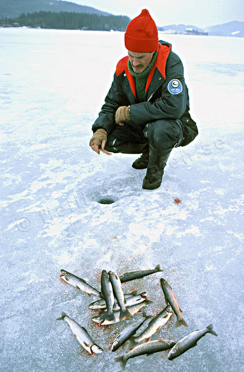 angling, char, fishing, fishing through ice, ice fishing, ice fishing, winter fishing