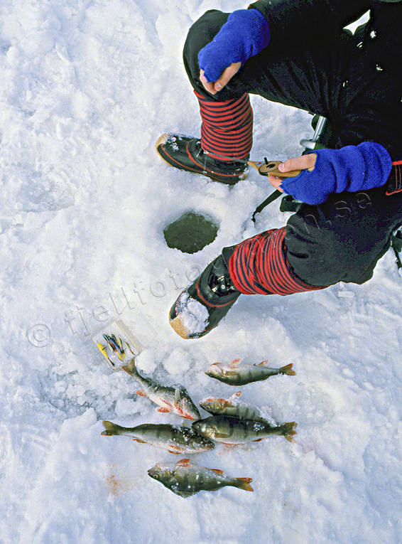 angling, boy, fishing, ice fishing, ice fishing, Landom lake, perch, perch fishing, winter fishing