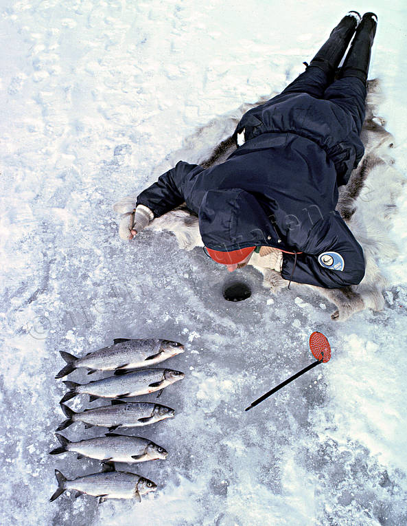 anglers, angling, fish, fishing, ice fishing, ice fishing, ice fishing, jig, dap, whitefish, winter fishing