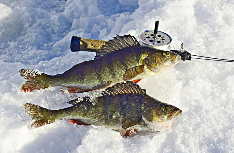 angling, fishing, fishing through ice, ice fishing, ice fishing, perch, perch fishing, perches, winter fishing