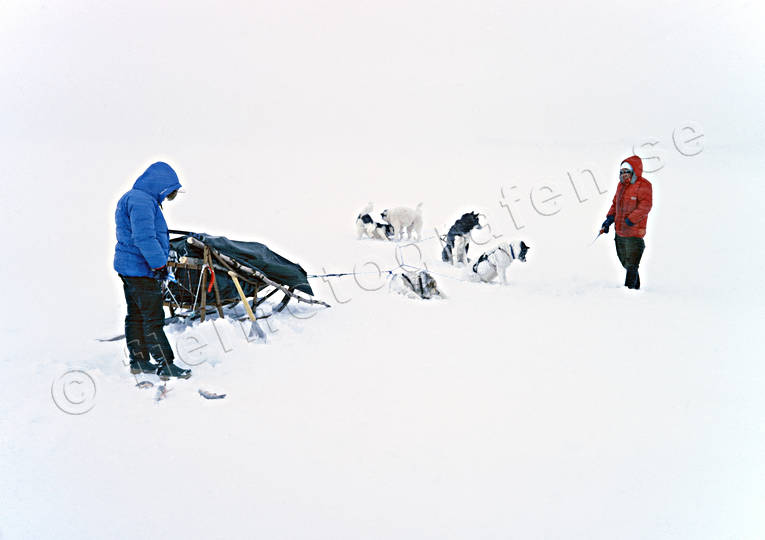 angling, char, char fishing, dogs, dogsled ride, Essand lake, fishing, fishing through ice, greenland dogs, ice fishing, ice fishing, light, sled dog, sled dogs, sledge dog, sledge dogs, sledge trip, snow, snow storm, storm, storm, stormy weather, white, wild-life, winter, äventyr