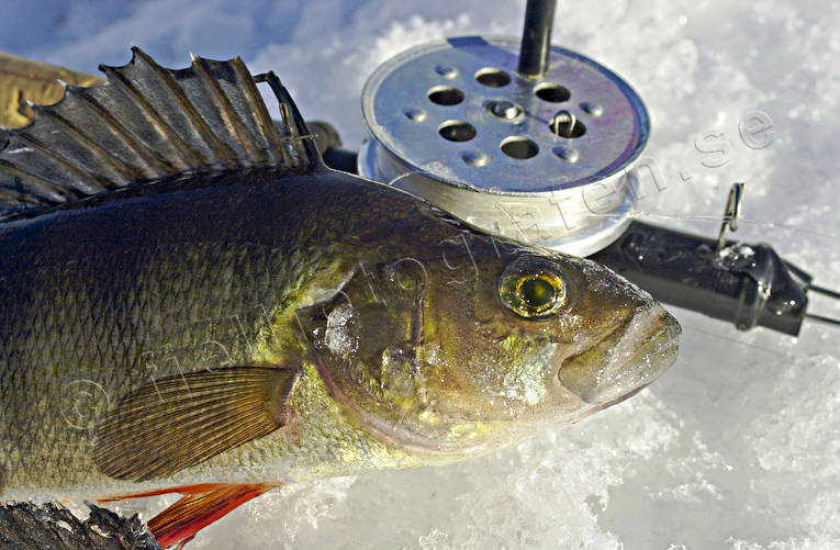 angling, fishing, fishing through ice, ice fishing, ice fishing, perch, perch fishing, winter fishing