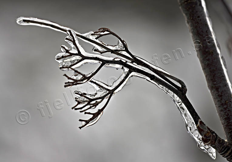 branch, cold, freezing, frozen, glaciation    icing, hoarfrost, ice, rain, seasons, winter