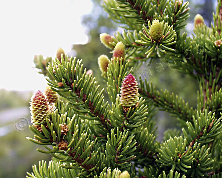 abies, biotope, biotopes, cones, fir-cones, forest land, forests, nature, spruce, woodland