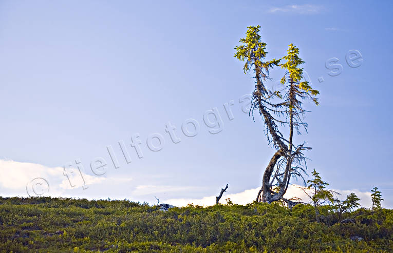 blue, crooked, landscapes, Lapland, pines, skinny, skinny, sky, spruce, summer, trdgrns, view