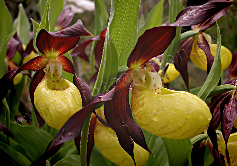 biotope, biotopes, flower, flowers, forests, lady's slipper orchid, nature, orchid, orchids, pale marsh, plants, herbs, Rodon, vikekarret, woodland