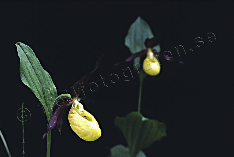 biotope, biotopes, flowers, forest flowers, forest land, forests, lady's slipper orchid, nature, orchid, orchids, spruce forest, woodland