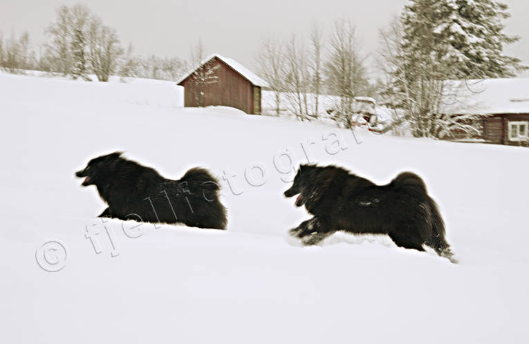 animals, dog, dogs, game, mammals, play, plays, reindeer herding dog, snow, spitz, spitz, winter