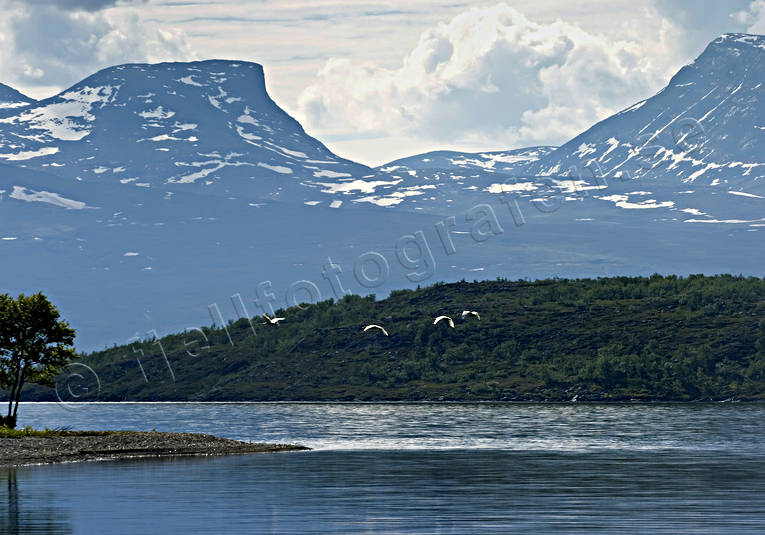 Abisko, abisko mountain, birds, landscapes, Lapland, Lapporten, mountain, mountains, nature, summer, swans, torne trask, whooper swan, whooper swans