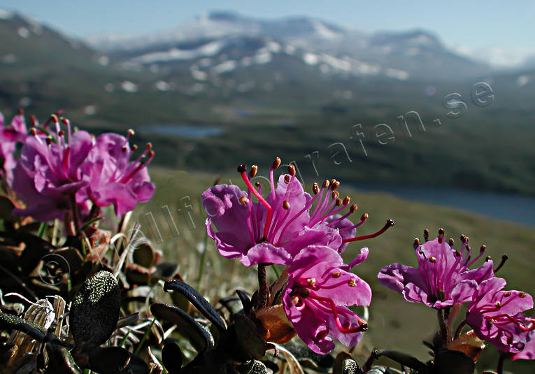 alpine flowers, biotope, biotopes, flowers, mountain, mountains, nature, Padjelanta, plants, herbs, red, rhododendron lapponicum