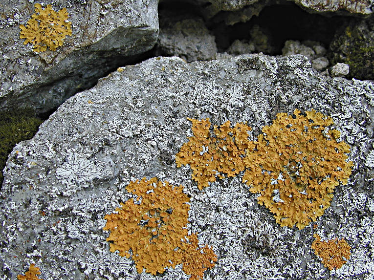 biotope, biotopes, lichen, lichens, mountain, mountains, nature, stone