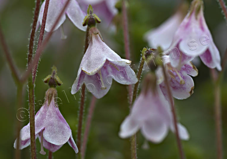 biotope, biotopes, borealis, flower, flowers, linnaea, linnea, nature, plants, herbs, twinflower, woodland